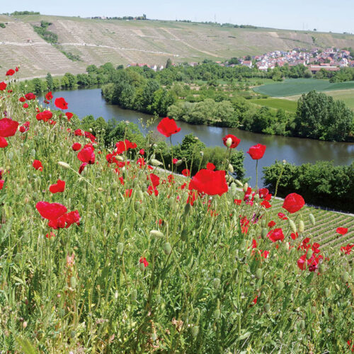 Wege am Wasser – Wandern an Rems und Neckar