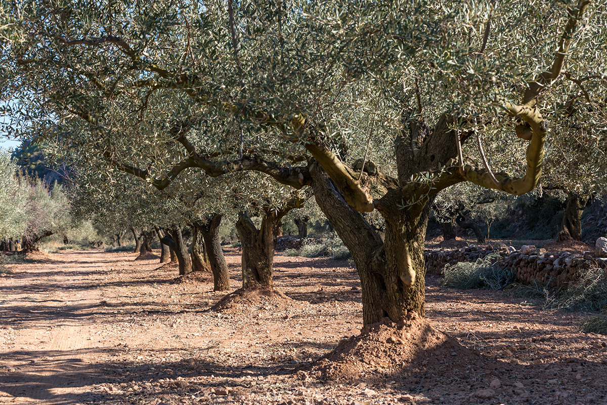 Olivenhain in Valencia