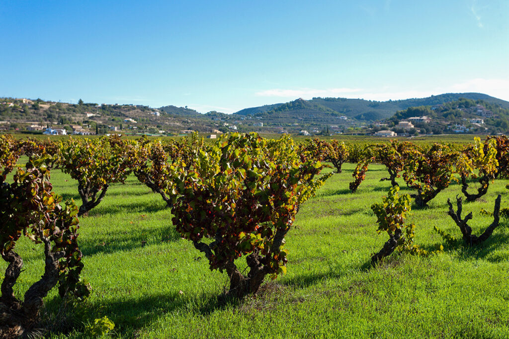 Weinreben in Valencia